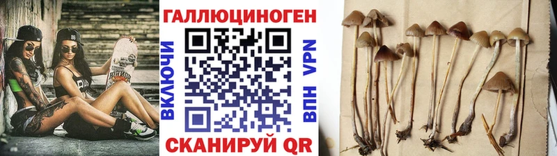 kraken вход  магазин продажи наркотиков  Новоульяновск  Галлюциногенные грибы мицелий 
